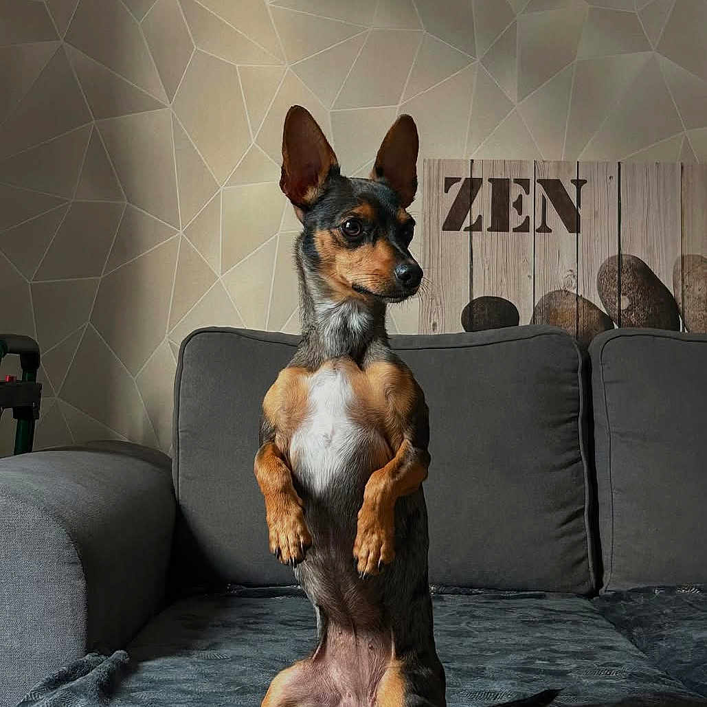 Bella participe au concours pour gagner de l'argent avec cette photo : dog, small_dog, standing, couch, gray_couch, indoor, pet, alert, ears_up, short_hair, brown_dog, black_dog, white_chest, living_room, home, wall_art, zen_sign, decor, paw, tail