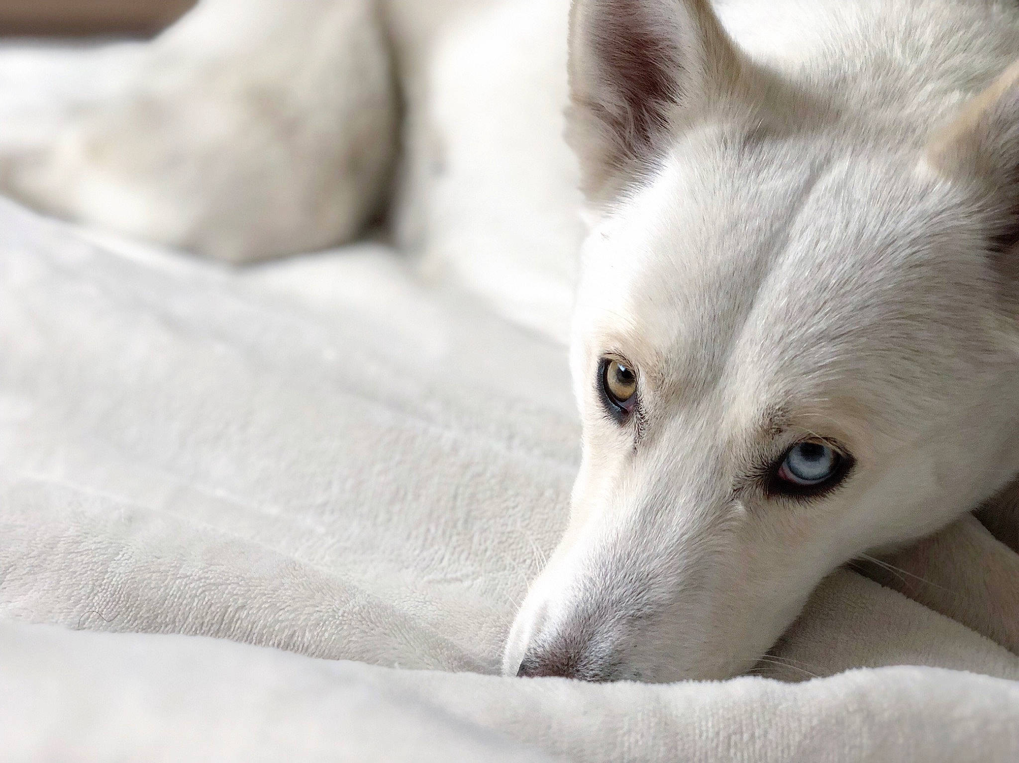 Wynter is registered to the contest to win money with this photo: berger_blanc_suisse, canaan_dog, canidae, carnivore, dog, dog_breed, kishu, korean_jindo_dog, mammal, non_sporting_group, rare_breed_dog, siberian_husky, snout, vertebrate, white_shepherd, wolfdog