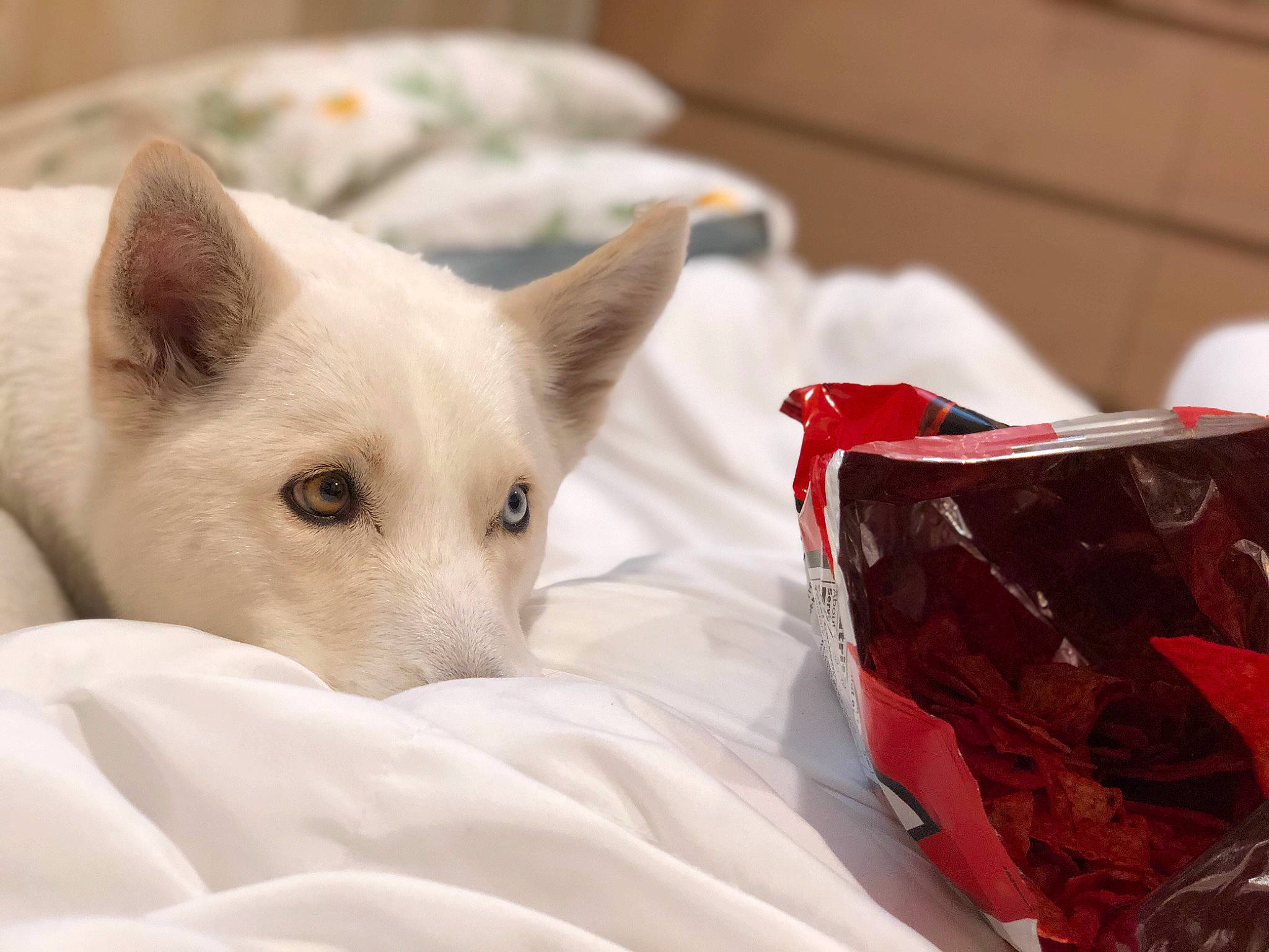 Wynter is registered to the contest to win money with this photo: canidae, carnivore, cat, colorpoint_shorthair, dog_breed, ear, felidae, fur, khao_manee, mammal, small_to_medium_sized_cats, turkish_angora, vertebrate, whiskers, white_shepherd