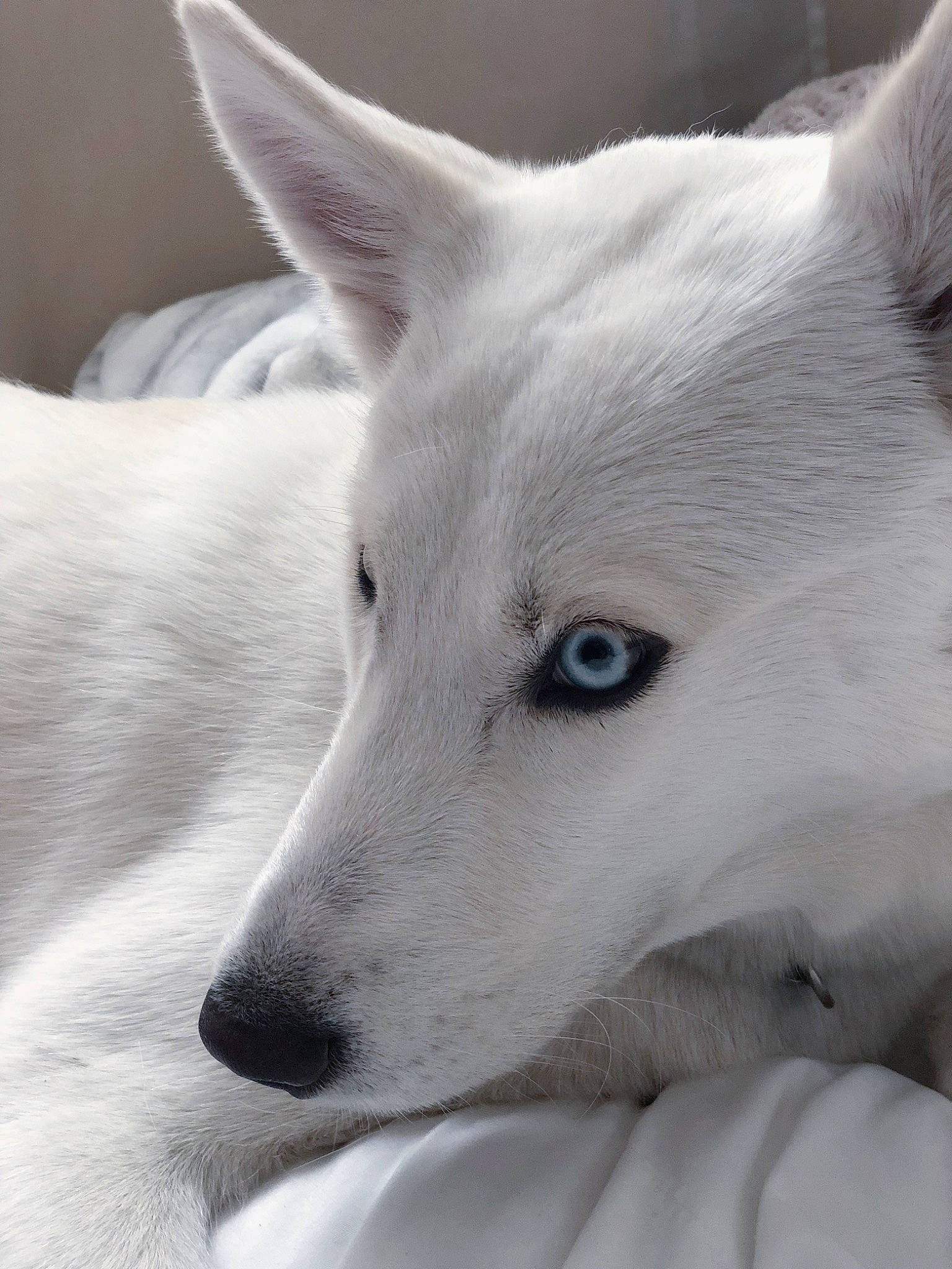 Wynter joined the competition — help win amazing prizes! berger_blanc_suisse, canaan_dog, canadian_eskimo_dog, canidae, carnivore, dog, dog_breed, indian_spitz, kishu, korean_jindo_dog, mammal, non_sporting_group, rare_breed_dog, samoyed, siberian_husky, snout, vertebrate, white, white_shepherd, wolfdog