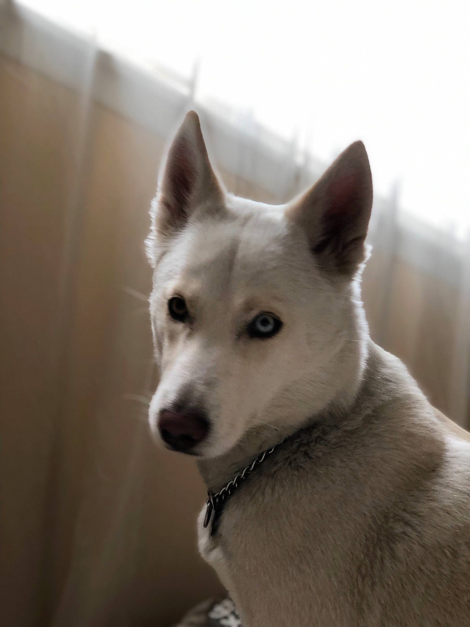 Wynter joined the competition — help win amazing prizes! canaan_dog, canidae, carnivore, dog, dog_breed, east_siberian_laika, greenland_dog, kishu, korean_jindo_dog, labrador_husky, mammal, non_sporting_group, norwegian_buhund, pungsan_dog, rare_breed_dog, sakhalin_husky, seppala_siberian_sleddog, siberian_husky, snout, vertebrate