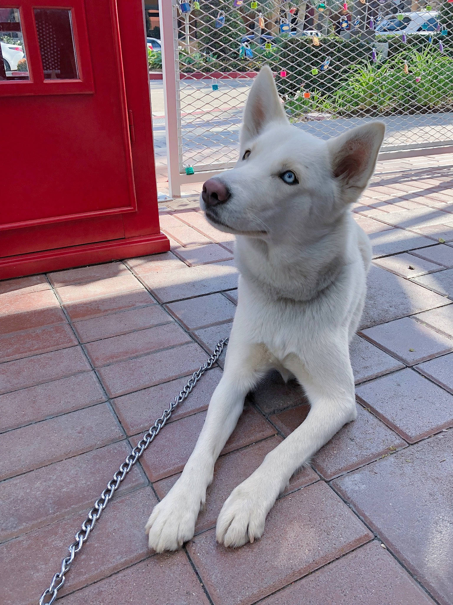 Wynter is registered to the contest to win money with this photo: berger_blanc_suisse, canaan_dog, canidae, carnivore, dog, dog_breed, kintamani, kishu, korean_jindo_dog, mammal, northern_inuit_dog, pungsan_dog, rare_breed_dog, siberian_husky, snout, tamaskan_dog, vertebrate, white_shepherd, wolfdog, working_dog