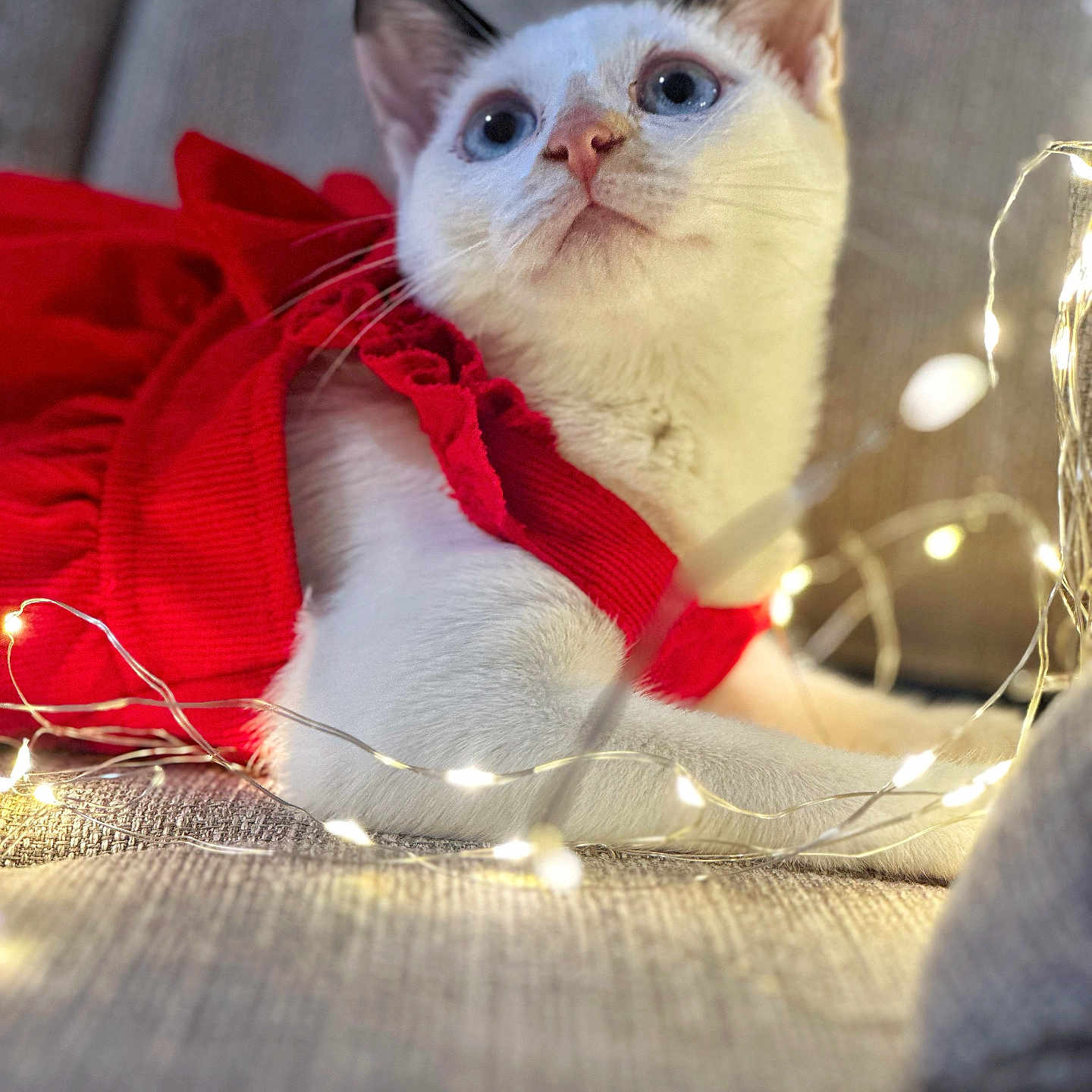 Ruby a rejoint le concours — aidez-le/la à gagner de superbes lots ! abyssinian, accessories, angora, animal, blanket, cat, clothing, couch, featherboa, furniture, homedecor, indoors, kitten, light, lighting, linen, manx, pattern, pet, siamese