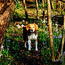 Loca a rejoint le concours — aidez-le/la à gagner de superbes lots ! alert, animal, beagle, canine, curious, daylight, dog, flora, forest, greenery, nature, outdoor, path, pet, plants, spring, sunlight, trees, walking, wildflowers