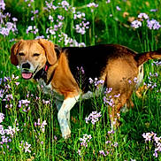 Loca participe au concours pour gagner de l'argent avec cette photo : animal, beagle, canine, collar, dog, field, flora, grass, greenery, happy, nature, outdoor, pet, purple_flowers, summer, sunlight, tail, tongue_out, walking, wildflowers