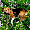 animal, beagle, canine, collar, dog, field, flora, grass, greenery, happy, nature, outdoor, pet, purple_flowers, summer, sunlight, tail, tongue_out, walking, wildflowers