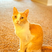 Jessie is registered to the contest to win money with this photo: animal, blurred_background, carpet, cat, cozy, cute, domestic_cat, ears, feline, fur, indoor, looking, orange_cat, pet, portrait, sitting, soft_light, tail, whiskers, white_cat