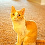 animal, blurred_background, carpet, cat, cozy, cute, domestic_cat, ears, feline, fur, indoor, looking, orange_cat, pet, portrait, sitting, soft_light, tail, whiskers, white_cat