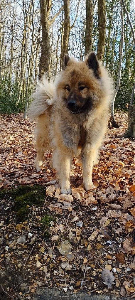 Rainbow participe au concours pour gagner de l&#x27;argent avec cette photo : canidae, carnivore, companion_dog, dog, dog_breed, fawn, fur, german_spitz_klein, german_spitz_mittel, liver, snout, soil, spitz, sporting_group, tail, terrestrial_animal, tree, wildlife, working_animal, working_dog