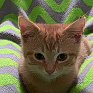 Indy joined the competition — help win amazing prizes! cat, kitten, orange_tabby, pet, animal, fur, whiskers, ears, eyes, cute, cozy, blanket, pattern, zigzag, green, gray, indoor, closeup, resting, sleepy