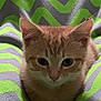 cat, kitten, orange_tabby, pet, animal, fur, whiskers, ears, eyes, cute, cozy, blanket, pattern, zigzag, green, gray, indoor, closeup, resting, sleepy