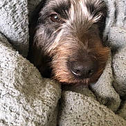 Poppy joined the competition — help win amazing prizes! dog, blanket, cozy, snuggled, brown, fur, nose, pet, sleepy, indoor, closeup, texture, warm, comfort, relaxed, cute, animal, portrait, face, resting