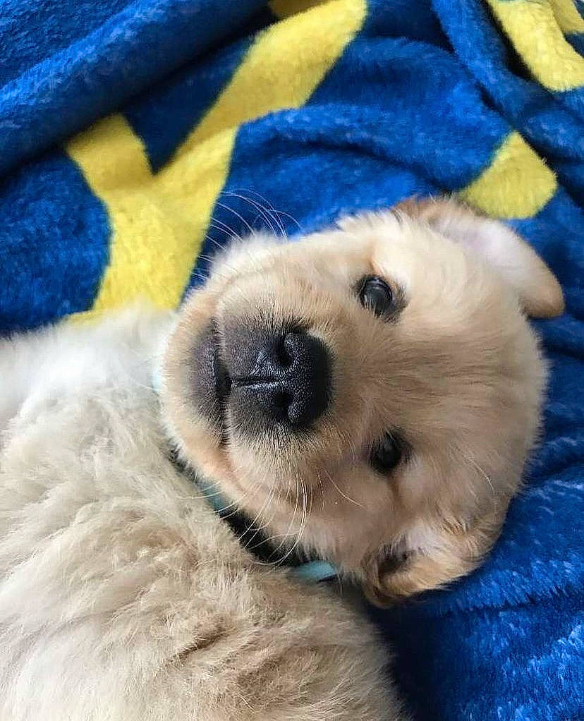 Luna joined the competition — help win amazing prizes! canidae, carnivore, companion_dog, dog, dog_breed, dog_supply, electric_blue, fawn, fur, golden_retriever, pattern, paw, pet_supply, puppy_love, sporting_group, terrestrial_animal, whiskers, working_animal