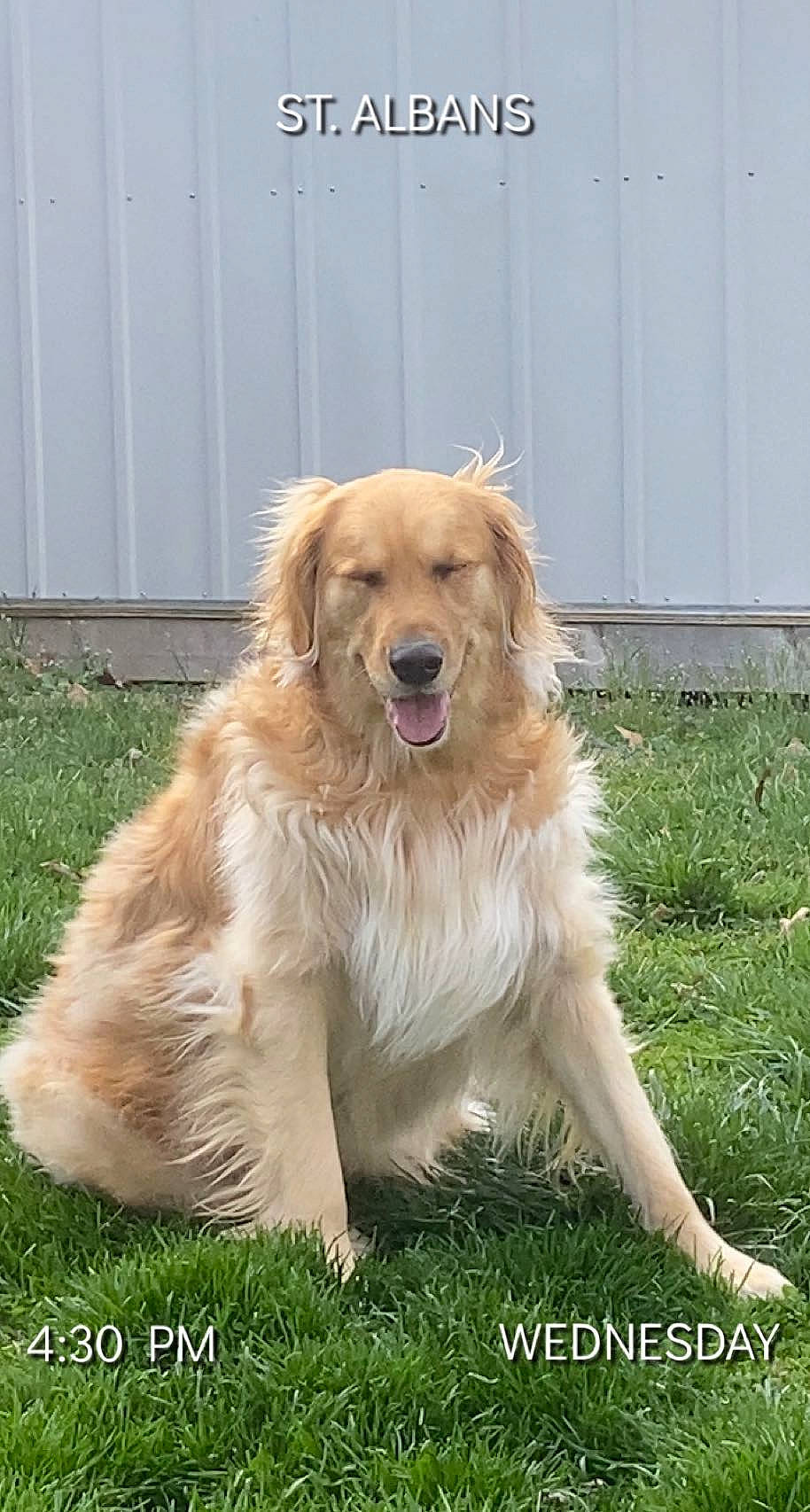 Luna is registered to the contest to win money with this photo: canidae, carnivore, companion_dog, dog, dog_breed, fawn, golden_retriever, grass, gun_dog, plant, retriever, sporting_group, working_dog