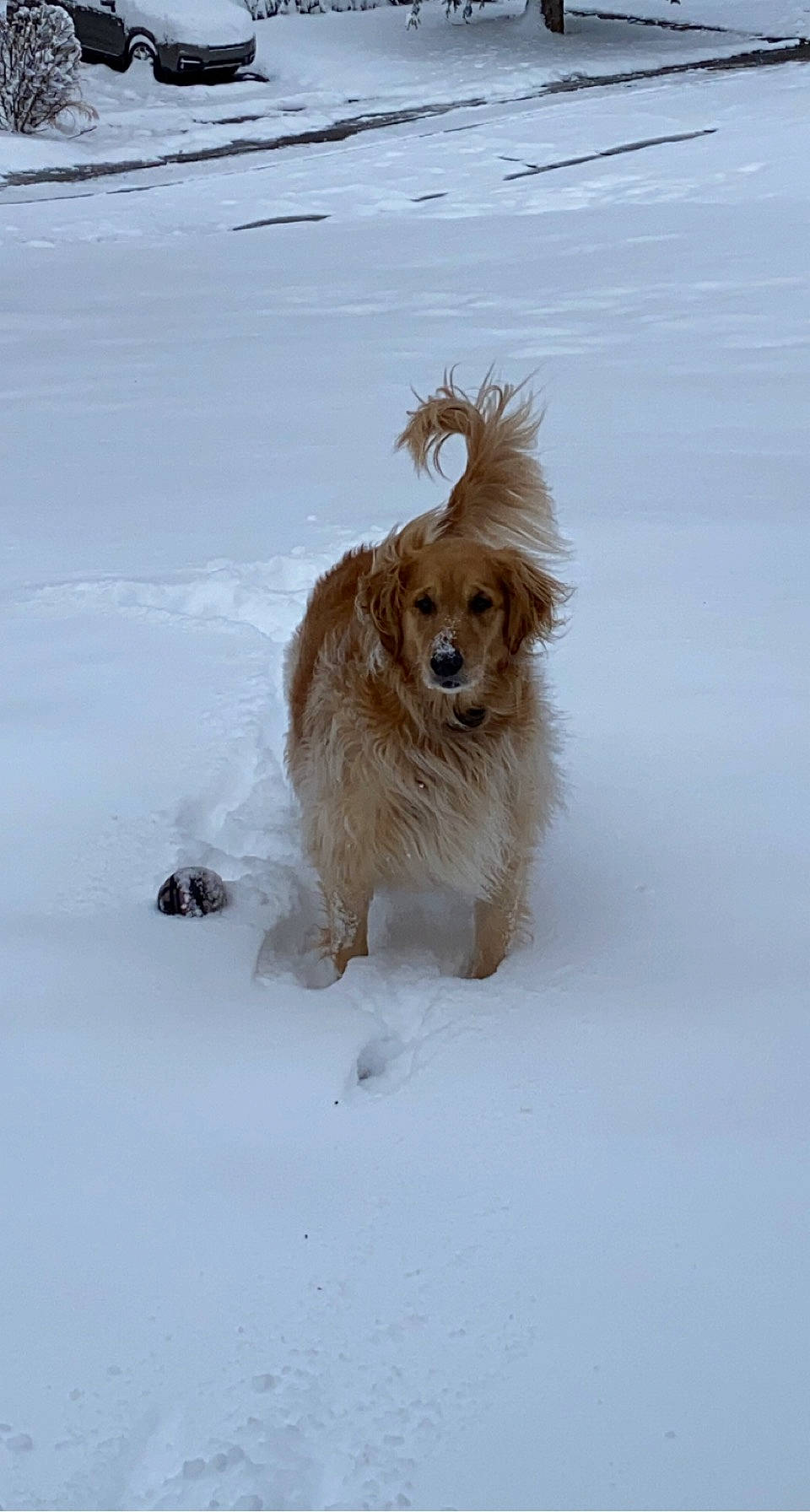 Luna joined the competition — help win amazing prizes! canidae, carnivore, companion_dog, dog, dog_breed, durango_boot, freezing, fur, gun_dog, liver, snow, sporting_group, tail, water_dog, winter, working_animal, working_dog