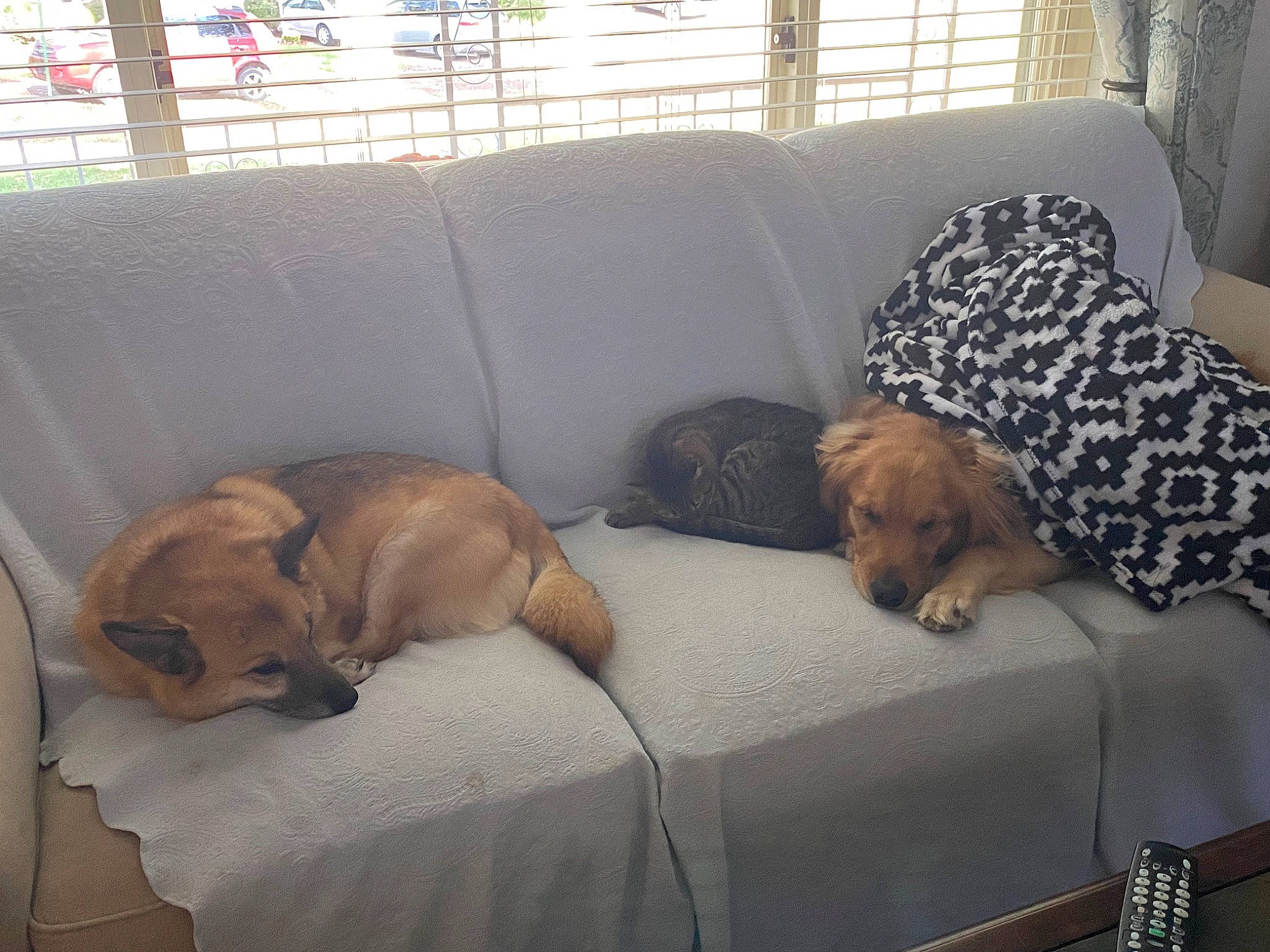 Luna is registered to the contest to win money with this photo: canidae, carnivore, comfort, companion_dog, couch, dog, dog_breed, dog_supply, fawn, furniture, hardwood, liver, living_room, nap, pet_supply, room, sporting_group, studio_couch, window_blind, working_animal