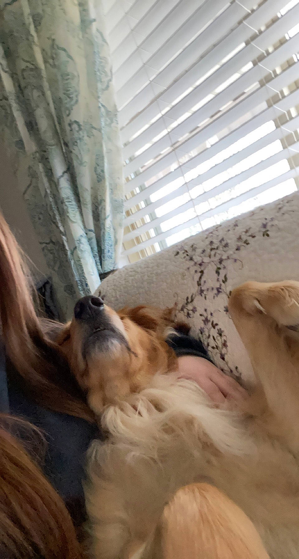 Luna is registered to the contest to win money with this photo: carnivore, comfort, companion_dog, curtain, dog, dog_breed, fawn, felidae, flooring, fur, liver, mammal, room, shade, silken_windhound, snout, vertebrate, whiskers, window_covering, wood