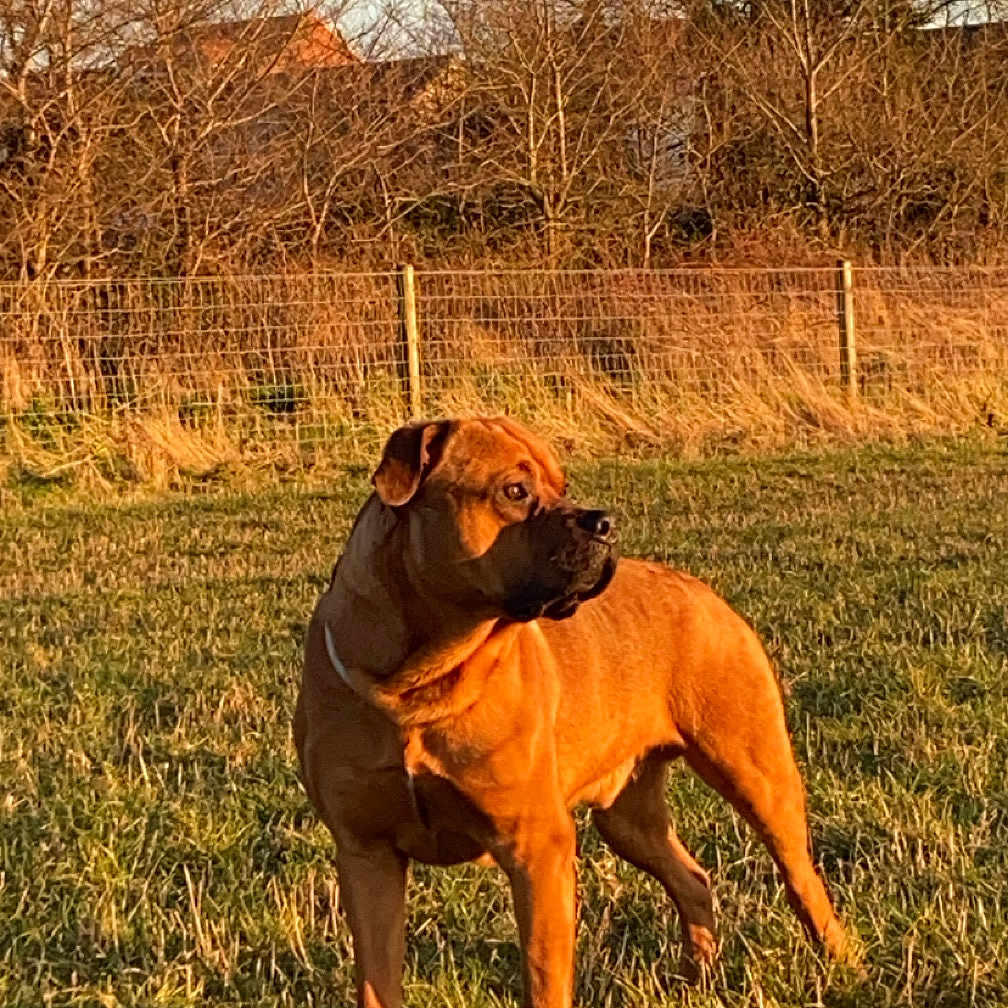 Bruce is registered to the contest to win money with this photo: animal, boxer, bulldog, canine, countryside, dog, farm, field, frenchbulldog, grass, grassland, hound, nature, outdoors, pet, pitbull, plant, puppy, tree, vegetation