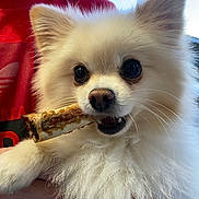 Luna is registered to the contest to win money with this photo: animal, bone, close_up, cute, dog, ears, eyes, fluffy, hand, holding, mouth, outdoor, person, pet, pomeranian, portrait, red_shirt, sky, whiskers, white_fur