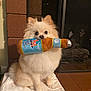 Luna is registered to the contest to win money with this photo: dog, fluffy, white_dog, toy, plush_toy, beer_bottle_toy, indoor, fireplace, brick_wall, towel, pet, cute, sitting, animal, small_dog, household, playful, looking_at_camera, cozy, companion