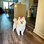 dog, pomeranian, pet, indoor, floor, wooden_floor, bow, pink_bow, kitchen, appliance, dining_area, smiling, happy, small_dog, fur, animal, domestic, standing, tongue_out, cute