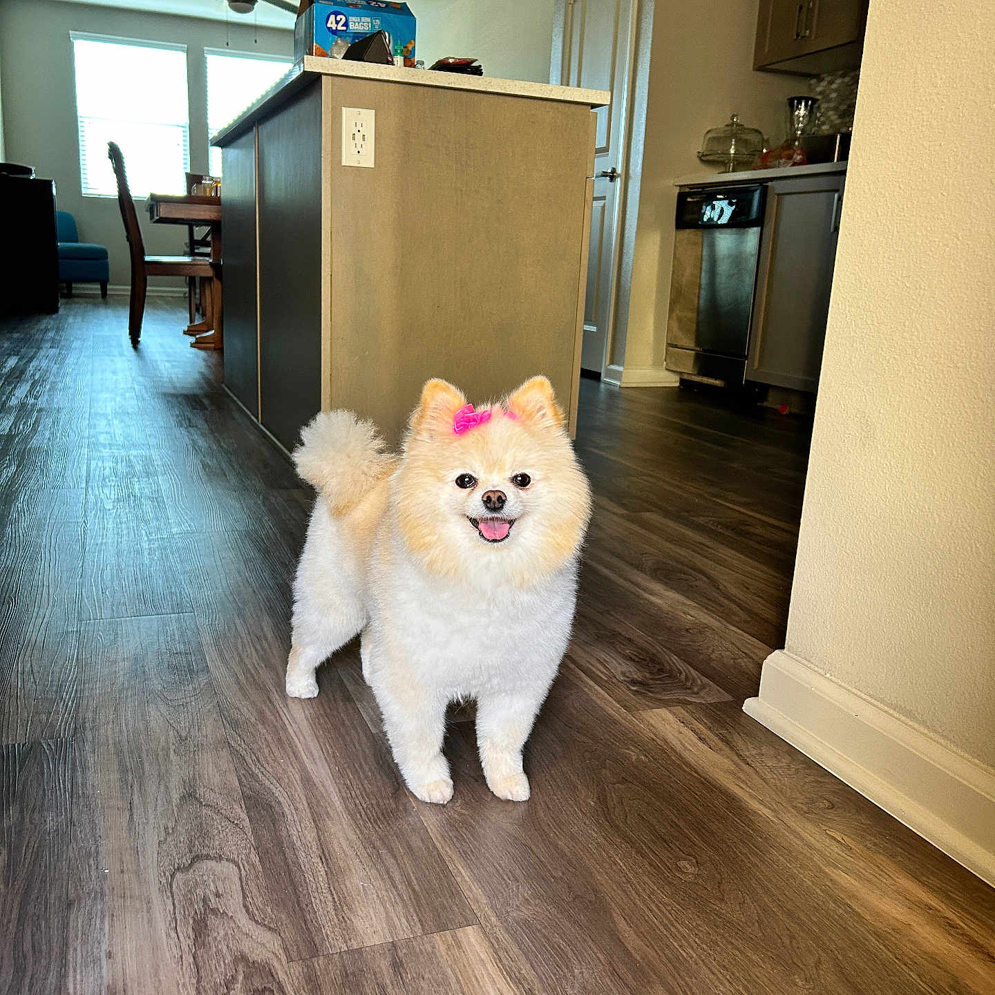 Luna is registered to the contest to win money with this photo: animal, appliance, bow, cute, dining_area, dog, domestic, floor, fur, happy, indoor, kitchen, pet, pink_bow, pomeranian, small_dog, smiling, standing, tongue_out, wooden_floor