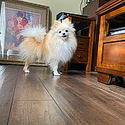 Luna joined the competition — help win amazing prizes! dog, pomeranian, fluffy, indoor, wooden_floor, furniture, painting, curious, pet, small_dog, home, cozy, animal, portrait, standing, light, decor, cabinet, drawer, floor
