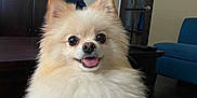 Luna joined the competition — help win amazing prizes! dog, pomeranian, fluffy, smiling, indoor, living_room, pet, cute, small_dog, tongue_out, furniture, television, wooden_table, door, blue_chair, happy, animal, domestic_animal, canine, household