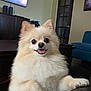 dog, pomeranian, fluffy, smiling, indoor, living_room, pet, cute, small_dog, tongue_out, furniture, television, wooden_table, door, blue_chair, happy, animal, domestic_animal, canine, household