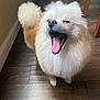 Luna is registered to the contest to win money with this photo: animal, canine, companion, cute, dog, domestic_animal, floor, fluffy, fur, happy, indoor, mouth_open, pet, pomeranian, small_dog, standing, tail, tongue_out, wooden_floor, yawning