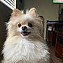 Luna joined the competition — help win amazing prizes! dog, pomeranian, fluffy, indoor, window, blinds, happy, smiling, pet, animal, fur, small_dog, living_room, wooden_furniture, television, floor, cute, face, nose, ears