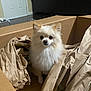 Luna is registered to the contest to win money with this photo: animal, brown, cardboard_box, cozy, curious, cute, dog, door, floor, fluffy, furniture, home, indoor, looking_at_camera, packing_paper, pet, pomeranian, sitting, small_dog, white