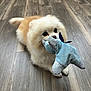 dog, pomeranian, toy, plush_toy, floor, wooden_floor, pet, animal, cute, small_dog, indoor, playful, lying_down, fur, mouth, nose, ears, tail, domestic_animal, companion