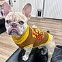 Bosco is registered to the contest to win money with this photo: dog, french_bulldog, sweater, pet_clothing, indoor, living_room, couch, leather, floor, wooden_floor, ears, animal, standing, looking_at_camera, cute, house, home, background, expression, small_dog