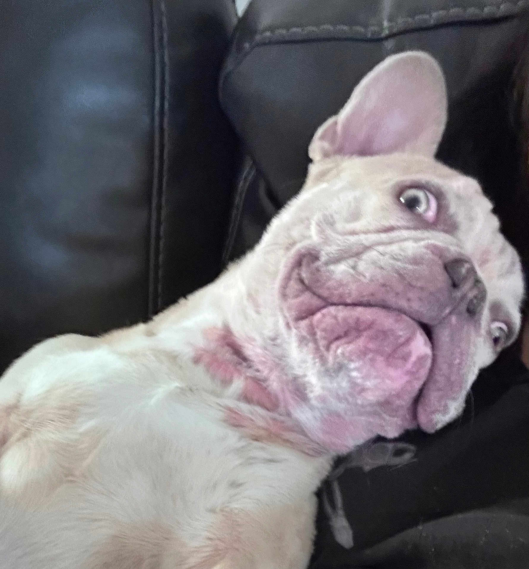 Bosco joined the competition — help win amazing prizes! dog, french_bulldog, pet, closeup, white_dog, leather_couch, indoor, animal, face, wrinkles, ears, lying_down, funny_expression, wide_eyes, cute, companion, domestic_animal, portrait, canine, relaxed