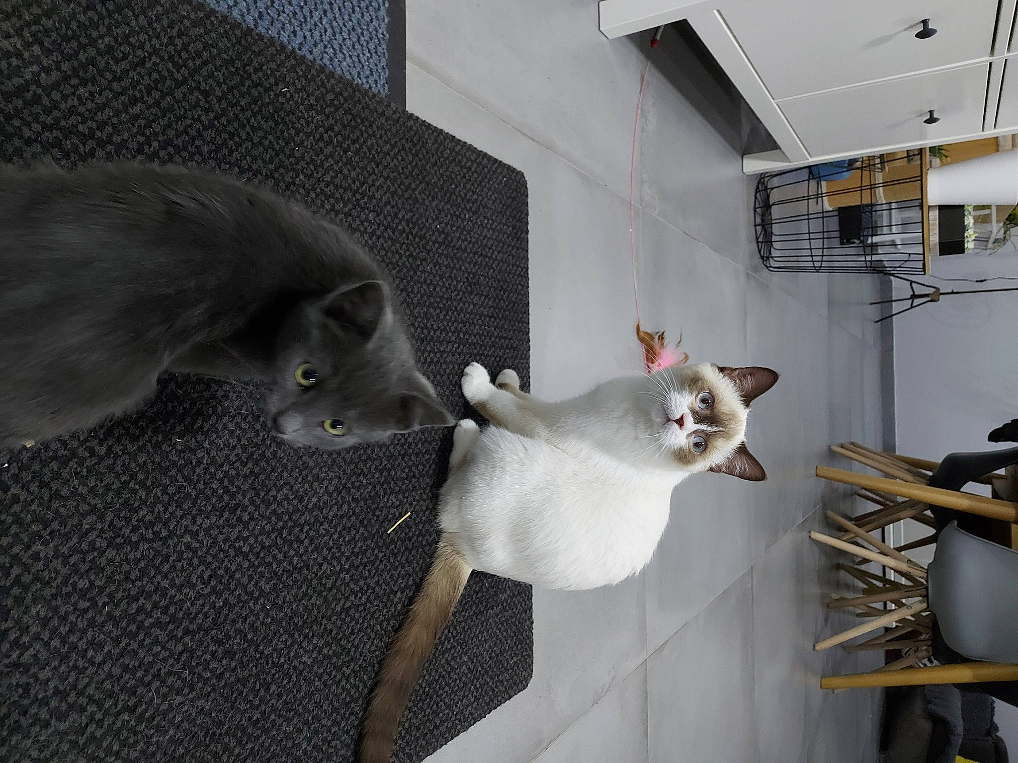 Sandré participe au concours pour gagner de l'argent avec cette photo : aluminium, carnivore, cat, ceiling, felidae, flooring, fur, glass, grey, metal, room, small_to_medium_sized_cats, snout, steel, tail, visual_arts, whiskers, wood