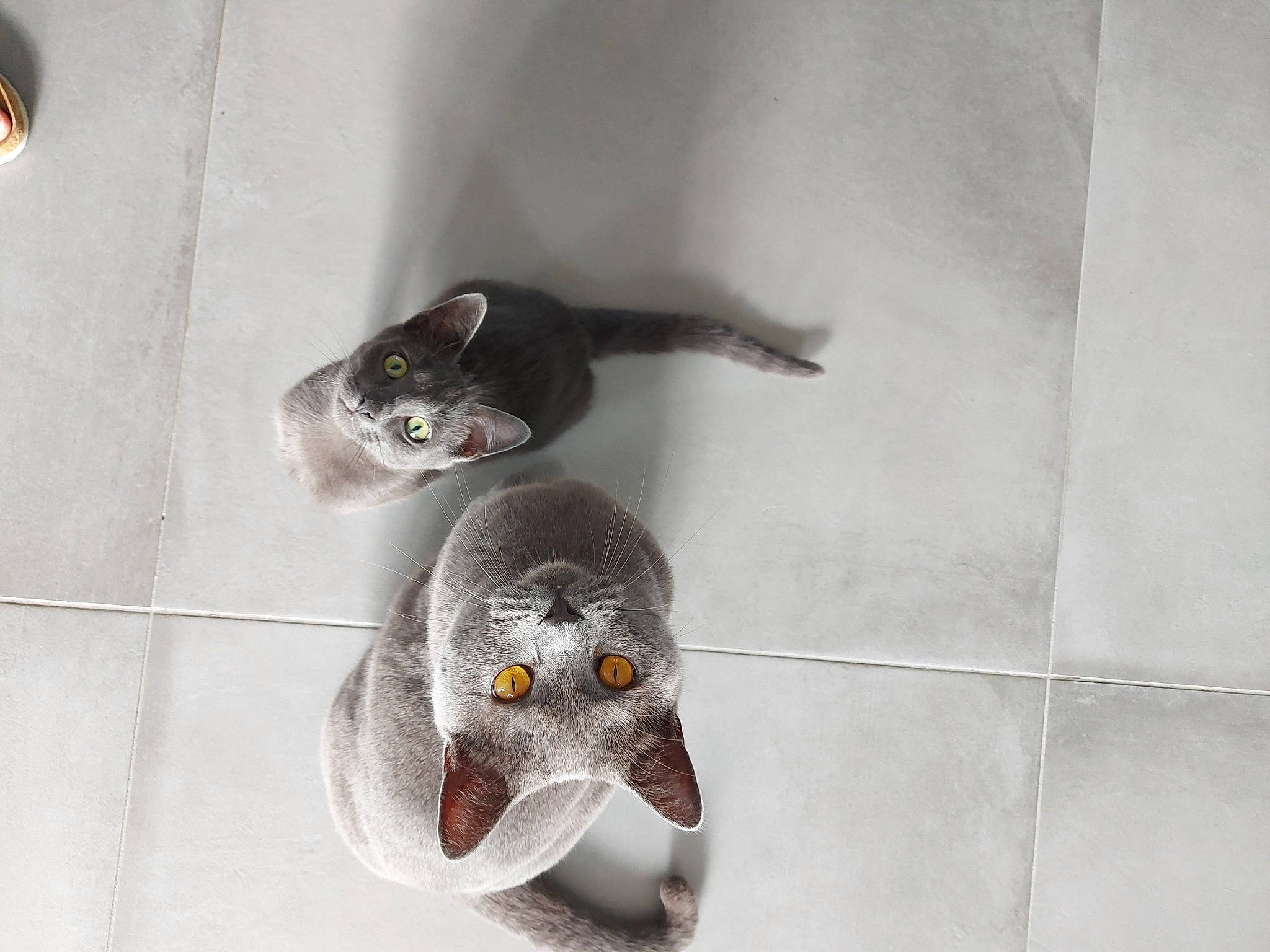 Sandré a rejoint le concours — aidez-le/la à gagner de superbes lots ! _geese_and_swans, beak, bird, ceiling, circle, ducks, fashion_accessory, feather, flooring, grey, tail, toy, water_bird, waterfowl, wing