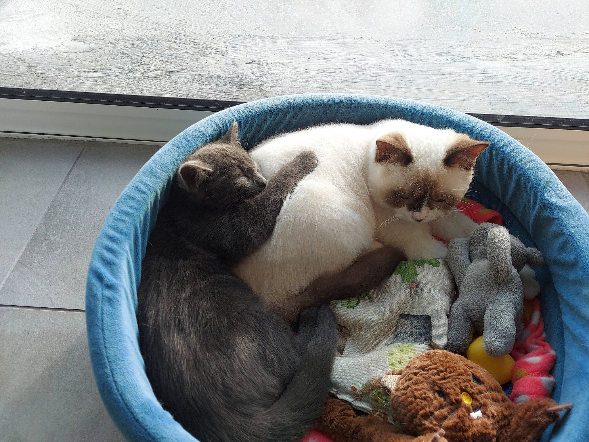 Sandré a rejoint le concours — aidez-le/la à gagner de superbes lots ! basket, carnivore, cat, cat_supply, claw, comfort, domestic_short_haired_cat, fawn, felidae, fur, grass, mammal, paw, plant, small_to_medium_sized_cats, snout, tail, toy, vertebrate, whiskers