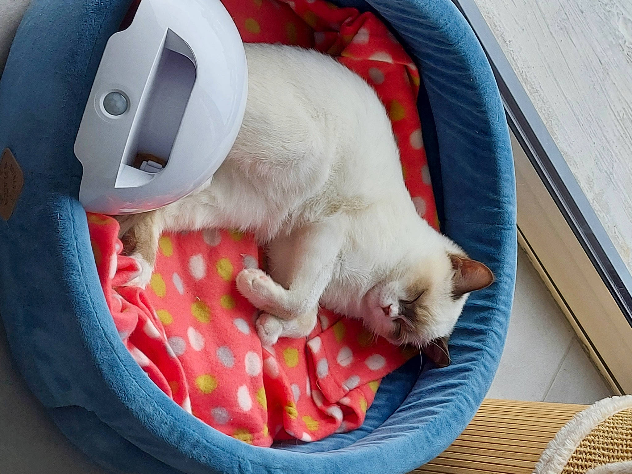 Seydou participe au concours pour gagner de l'argent avec cette photo : carnivore, cat, cat_supply, collar, comfort, companion_dog, domestic_short_haired_cat, fawn, felidae, fur, linens, paw, peripheral, pet_supply, small_to_medium_sized_cats, snout, tail, textile, toy, whiskers