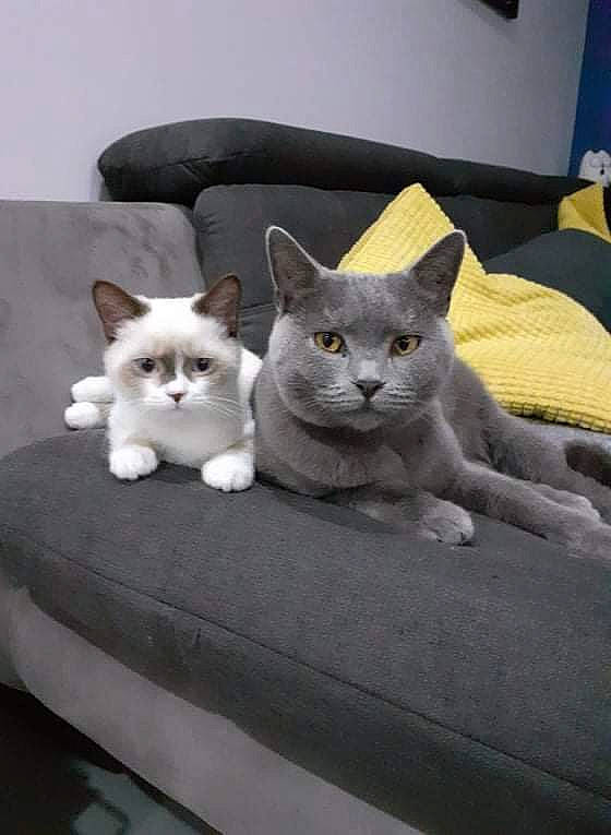 Seydou a rejoint le concours — aidez-le/la à gagner de superbes lots ! carnivore, cat, cat_supply, comfort, domestic_short_haired_cat, fawn, felidae, fur, grey, mammal, paw, picture_frame, russian_blue, small_to_medium_sized_cats, snout, tail, vertebrate, whiskers