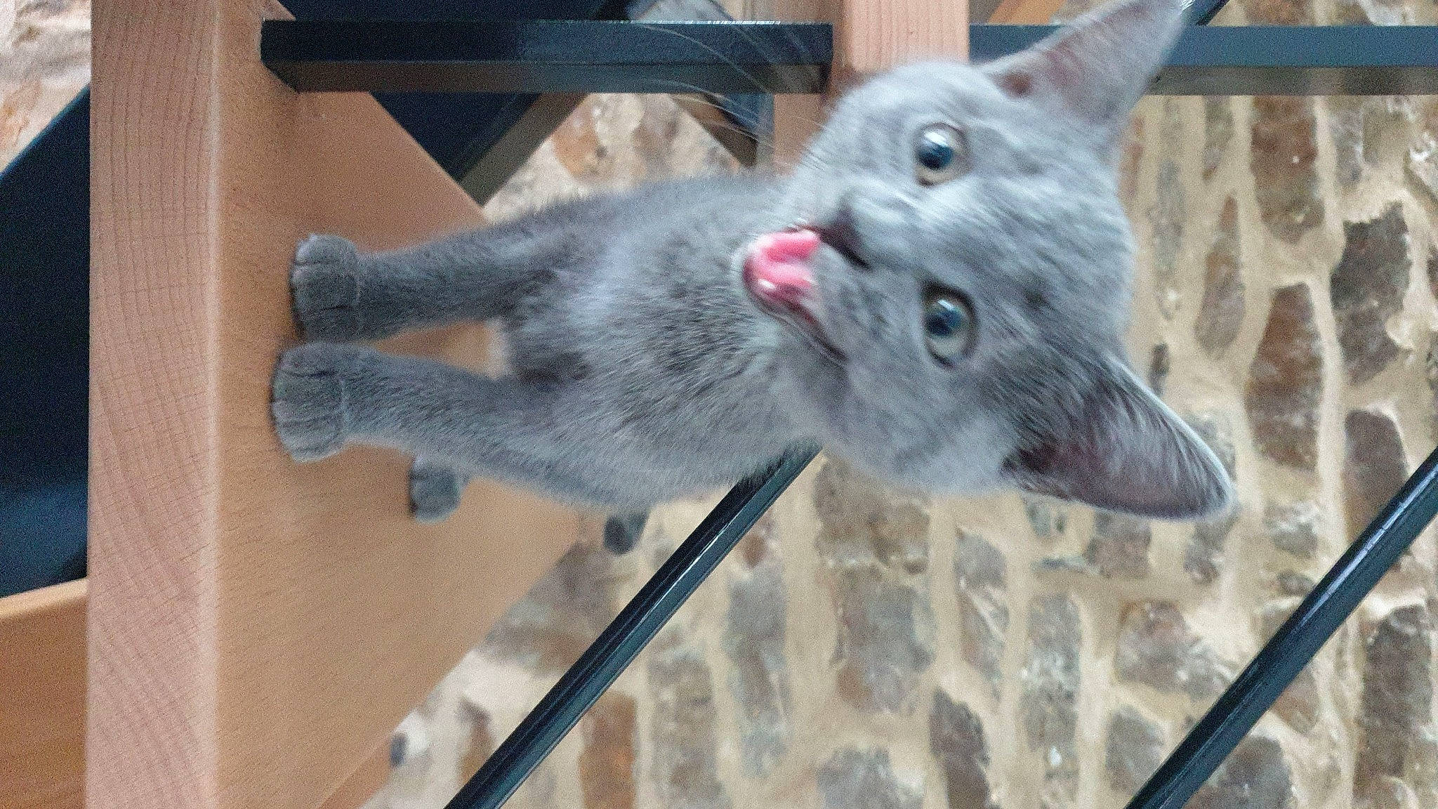 Percival participe au concours pour gagner de l'argent avec cette photo : canidae, carnivore, cat, claw, dog_breed, domestic_short_haired_cat, fawn, felidae, flooring, fur, grey, koala, marsupial, rabbits_and_hares, russian_blue, small_to_medium_sized_cats, snout, tail, whiskers