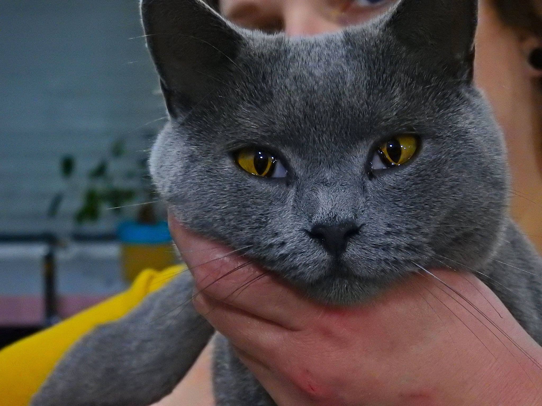 Percival participe au concours pour gagner de l'argent avec cette photo : carnivore, cat, domestic_short_haired_cat, electric_blue, eye, felidae, fur, grey, russian_blue, small_to_medium_sized_cats, snout, whiskers