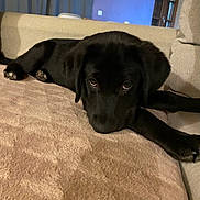 Oscar a rejoint le concours — aidez-le/la à gagner de superbes lots ! dog, black_dog, lying_down, couch, indoor, pet, canine, resting, fur, animal, cozy, living_room, curtains, door, paws, eyes, head, face, relaxing, home