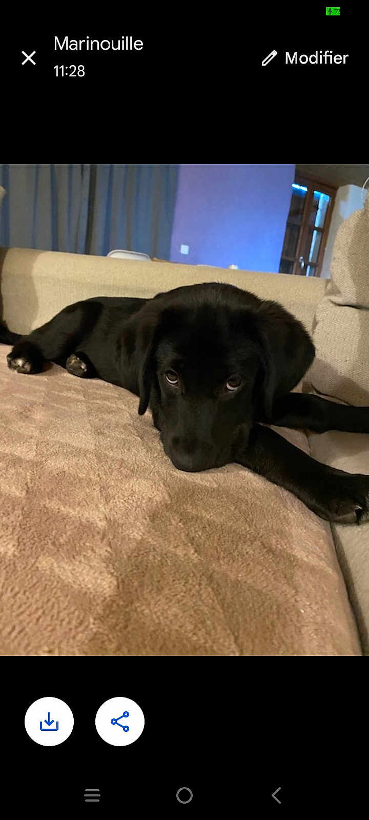 Oscar a rejoint le concours — aidez-le/la à gagner de superbes lots ! dog, black_dog, lying_down, couch, indoor, pet, canine, resting, fur, animal, cozy, living_room, curtains, door, paws, eyes, head, face, relaxing, home