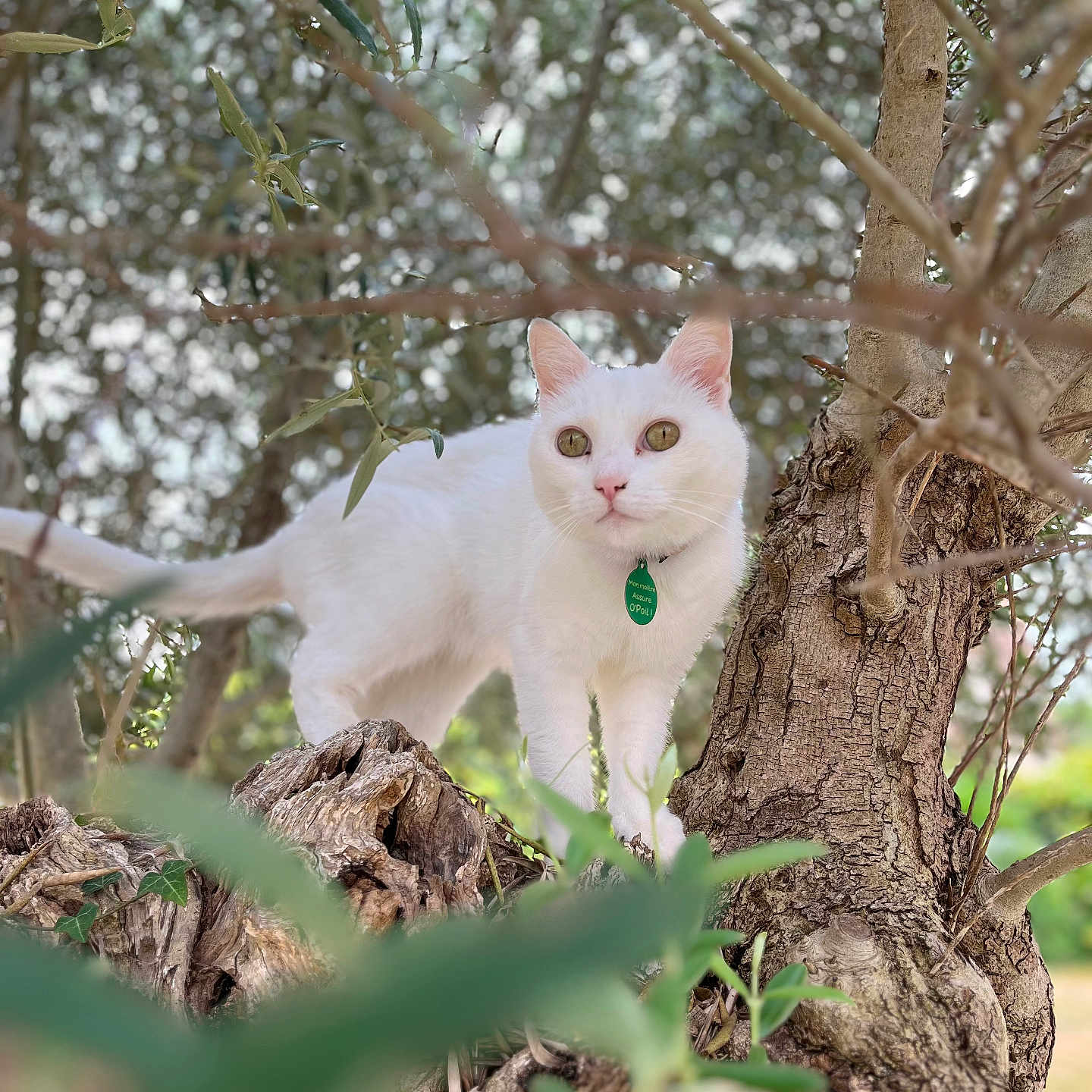 Princesse a rejoint le concours — aidez-le/la à gagner de superbes lots ! animal, branches, cat, closeup, collar, curious, daylight, environment, eyes, fur, greenery, mammal, nature, outdoor, pet, standing, tree, trunk, white_cat, wildlife