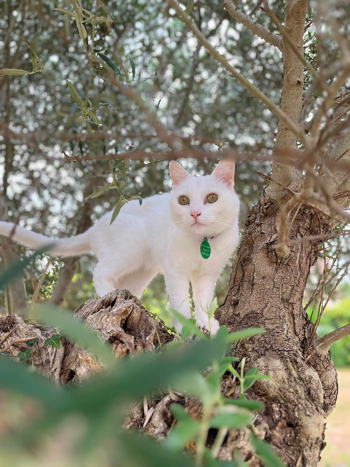 Princesse a rejoint le concours — aidez-le/la à gagner de superbes lots ! cat, white_cat, tree, trunk, branches, outdoor, nature, greenery, animal, pet, fur, eyes, collar, curious, standing, daylight, wildlife, mammal, environment, closeup