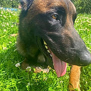 Cosmo participe au concours pour gagner de l'argent avec cette photo : dog, canine, animal, pet, grass, outdoor, nature, sunlight, greenery, clover, tongue, happy, closeup, summer, muzzle, ears, brown, black, protruding_tongue, daylight