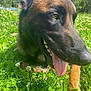 dog, canine, animal, pet, grass, outdoor, nature, sunlight, greenery, clover, tongue, happy, closeup, summer, muzzle, ears, brown, black, protruding_tongue, daylight