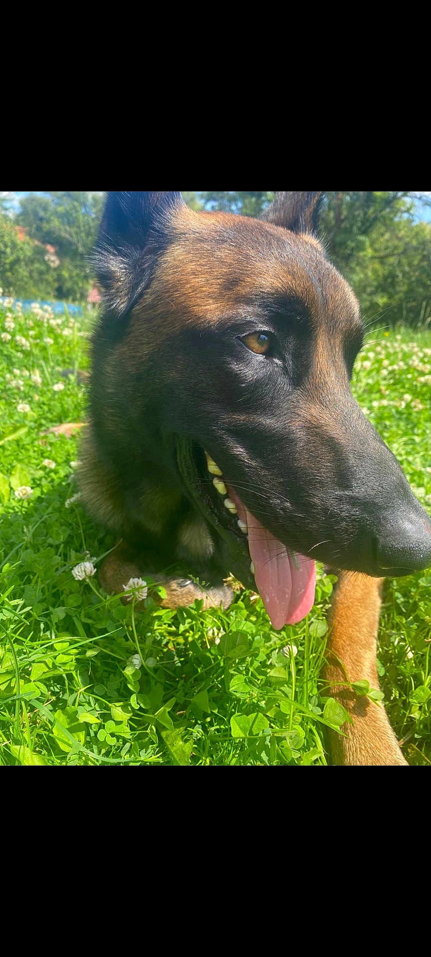Cosmo participe au concours pour gagner de l'argent avec cette photo : dog, canine, animal, pet, grass, outdoor, nature, sunlight, greenery, clover, tongue, happy, closeup, summer, muzzle, ears, brown, black, protruding_tongue, daylight