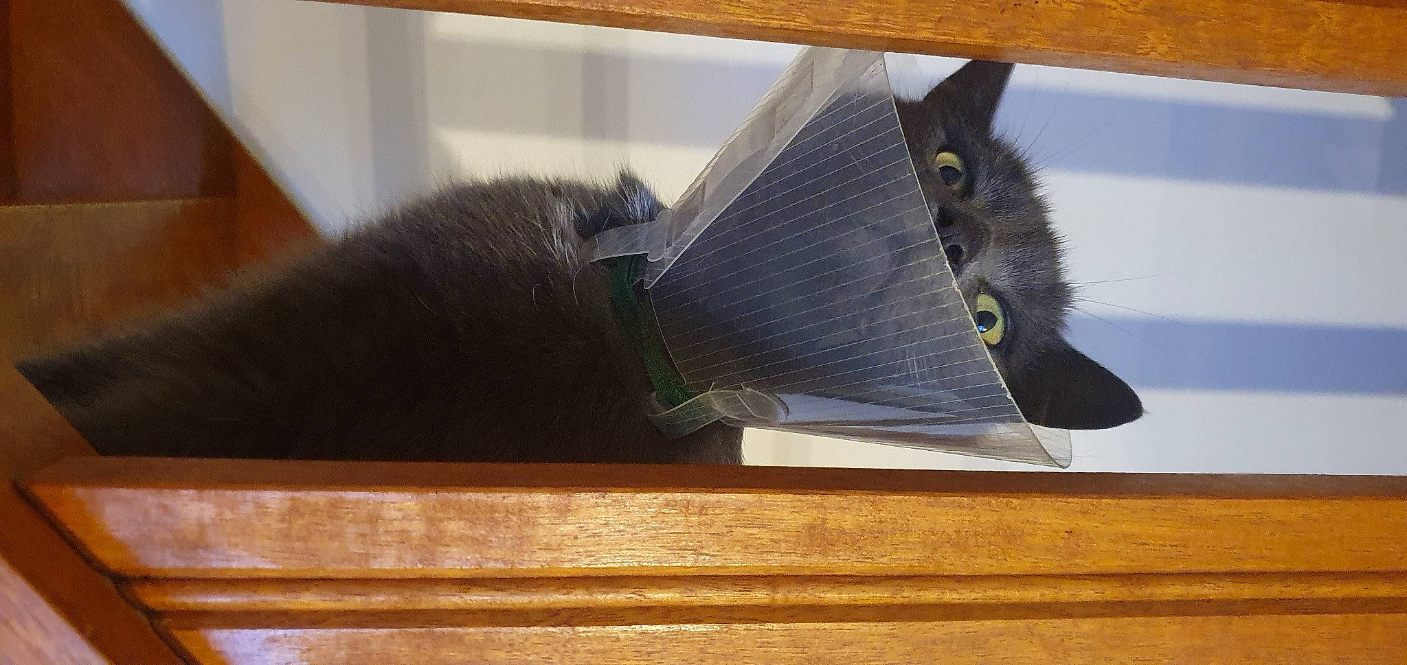 Nuage participe au concours pour gagner de l'argent avec cette photo : cat, domestic_short_haired_cat, feather, felidae, fish, fur, grey, hardwood, natural_material, paper, pet_supply, small_to_medium_sized_cats, snout, tail, whiskers, wing, wood